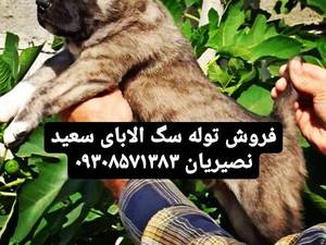 پرورش توله سگ الابای