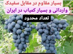 تكثير نهال هاي انگور سياه ارمنى