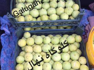 نهال انجير گلوگاه