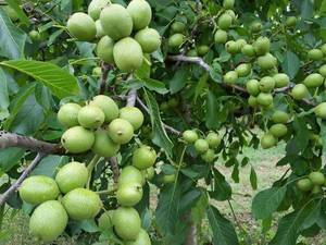 نهال گردو خوشه ای