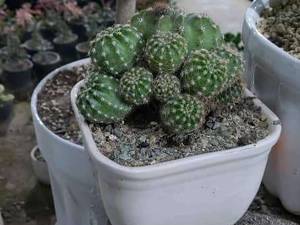 ارائه کاکتوس توپی بصورت عمده و تک در شهریارتهران