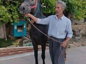 اسب نژادسیلمی شاهنشاه،