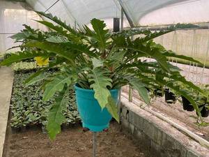 فیلندرون سبز کنگره