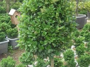 شرایط کلی نگهداری یاس هلندی