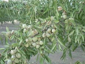 انواع نهال بادام