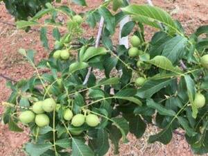 نهال گردو کاغذی در سردشت