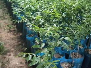 نهال گردو کاغذی در سردشت