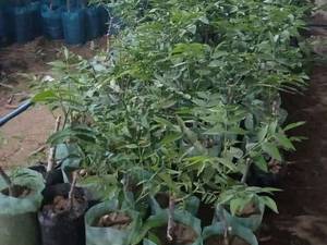 نهال گردو کاغذی در سردشت