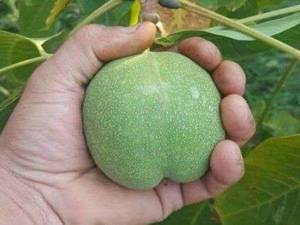 نهال گردو ژنوتیپ مامه علی