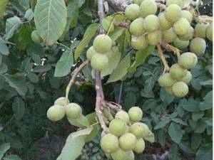 نهال گردو ژنوتیپ مامه علی
