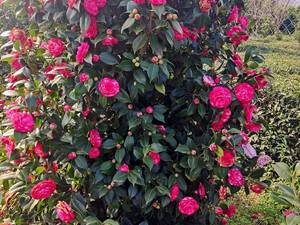 گل کاملیا در رنگ های مختلف