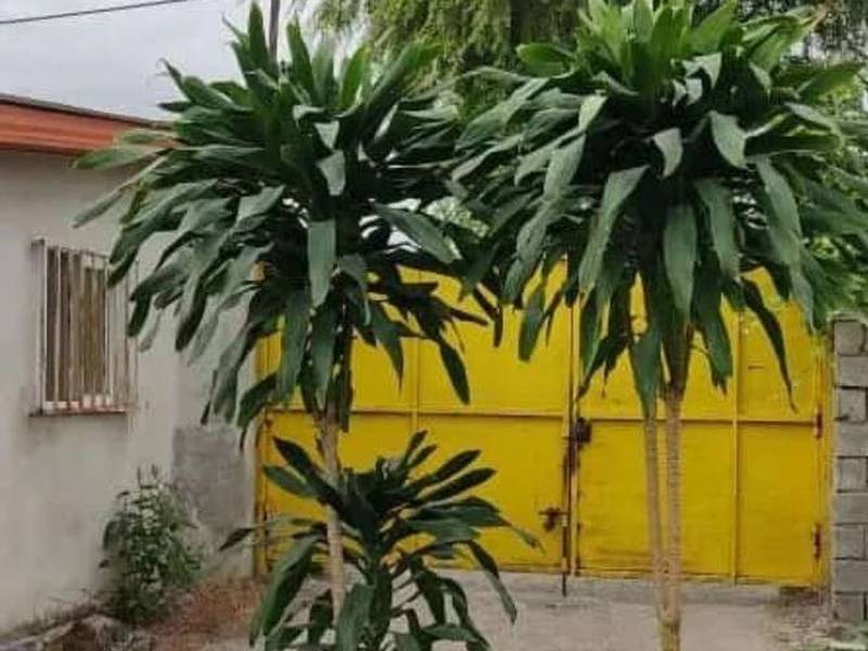 فروش گل دراسنا بلالی در مازندران