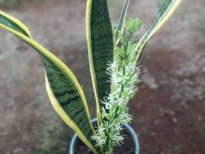 گل سانسوریا شمشیری دررشت