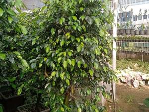 گل اپارتمانی بنجامین وصال و پایدار