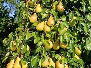 نهال گلابی ژنوتیپ