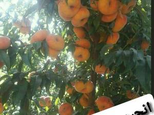 نهال هلو انجیری زعفرانی