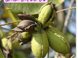 نهال گردو  پکان