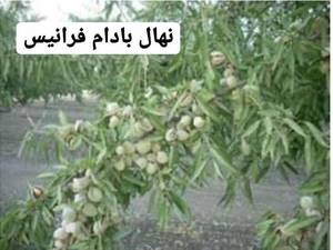 نهال بادام فرانیس