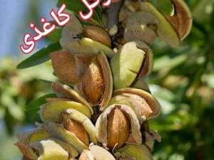 نهال بادام دیرگل کاغذی