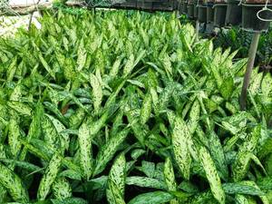 دیفن خال دار یا ستاره ای