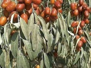 نهال سنجد اصلاح شده