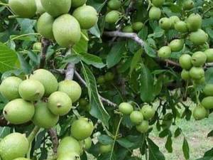 نهال گردو چندلر