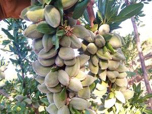 بادام دژکرد