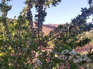 بادام خوشه ای
