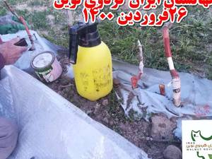 پیوند وصله ای نهال گردو