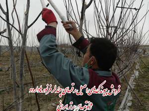 تفاوت گردوی چندلر و ژنوتیپ