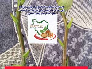 گردو فرنور و چندلر