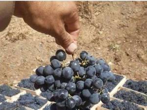 انگور سیاه دیمی