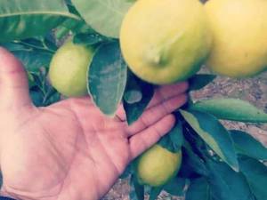 نهال لیموترش پرشین لایم