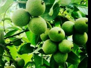 نهال گردوی فرنور فرانسه 
