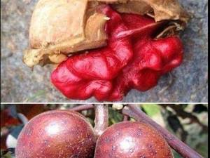 نهال گردوی خونی یا روسرخ دربابل