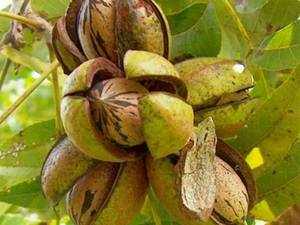 نهال گردوی گرمسیری Pecan مکزیکی