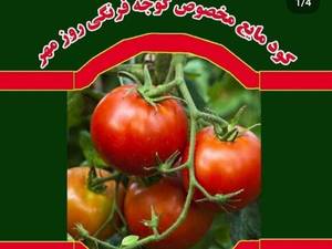 کود مایع گوجه فرنگی 