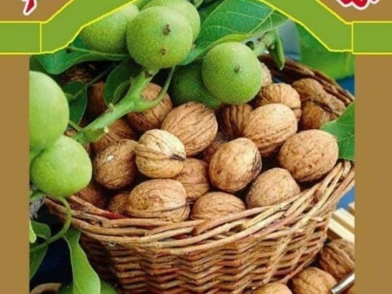 کود مایع گردو رویان اکسیر روزمهر