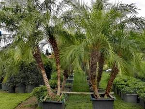 قیمت خرید نخل جزایر قناری