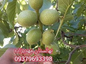 گردو ژنوتیپ برتر