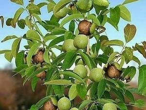 گردو ژنوتیپ زودبازده کاغذی