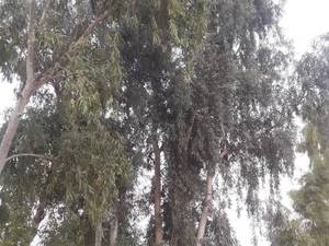 نهال درخت اکالیپتوس