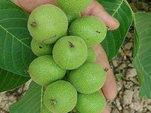 گردوهای ژنوتیپ اصل کانادایی