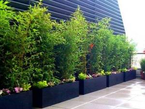 اجرای فضای سبز در تراس ، روف گاردن و دیوار سبز