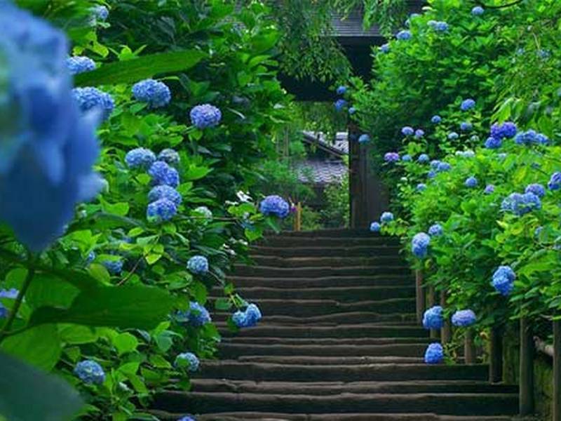 تامین گیاهان سبز جهت محوطه سازی