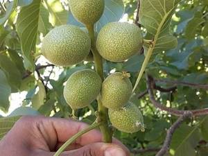 نهال گردو ژنوتیپ
