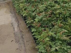 سفارش بوته رز سامورایی 