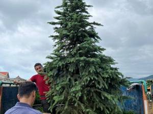 درختچه نوئل ابی درخت کریسمس در تهران