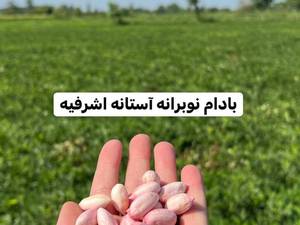 بادام نوبرانه آستانه اشرفیه