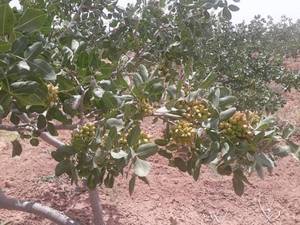 زمین هکتاری قیمت مناسب